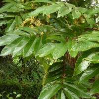 Pometia pinnata J.R.Forst. & G.Forst.